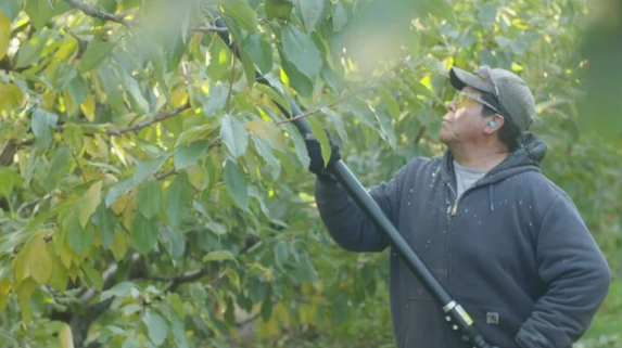 Dahle Orchard video thumbnail image man working in orchard